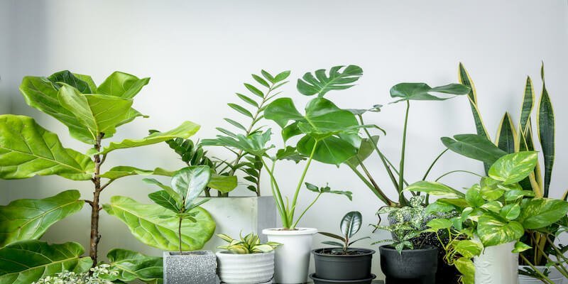 Air Purifying Plants for a Healthier Home