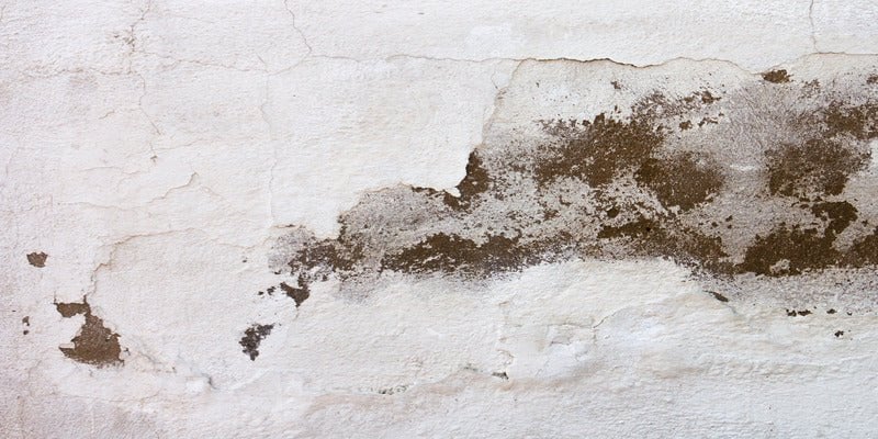 How to Test Indoor Air Quality for Mold: A Comprehensive Guide