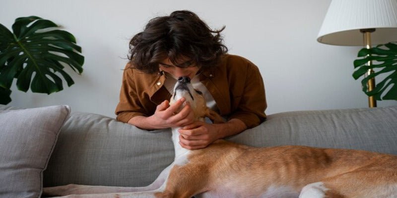 How Effective Are Air Purifiers against Pet Hair?
